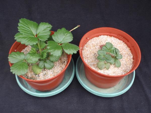 Stunted growth (right) due to phosphorus deficiency.