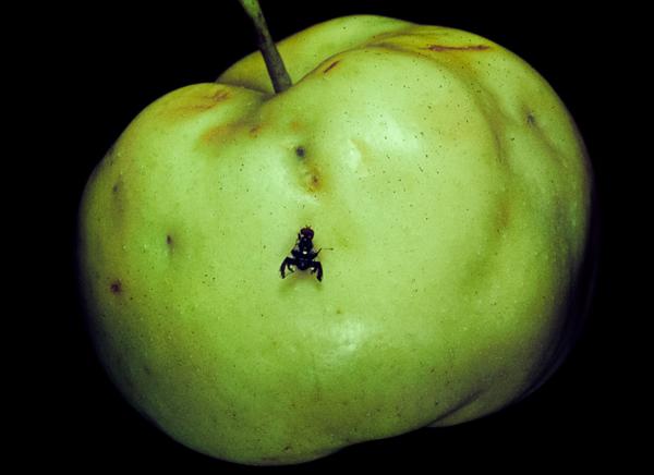 Apple maggot adult with egg-laying scars on apple