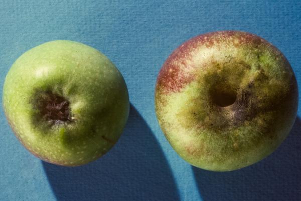 Sooty mold caused by CMB on apple