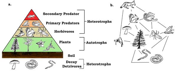 Food Web diagrams showing predators, herbivores, plants, soil