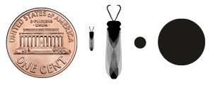 Trypoxylon body and tunnel size relative to a penny