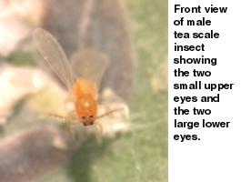 Figure 6. Front view of male tea scale insect.