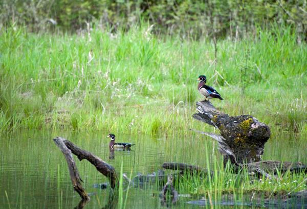 Photo of alert male wood ducks in swamp setting