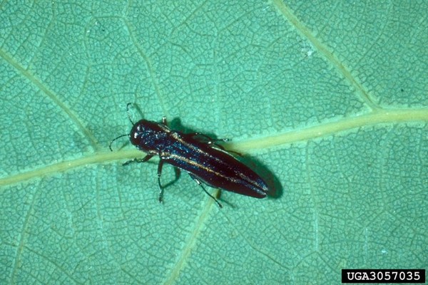 A beetle with captioned description rests on a leaf.