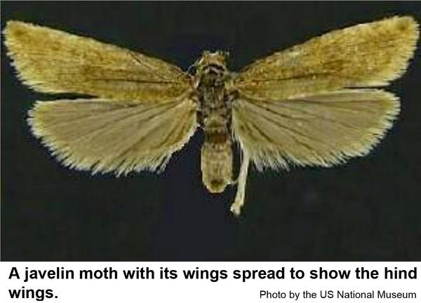 Thumbnail image for Javelin Moth