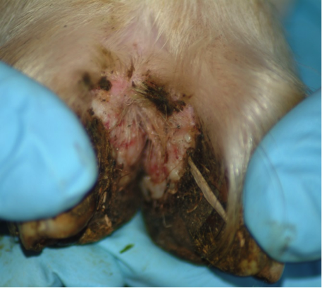 Figure 1. Foot scald in meat goat.