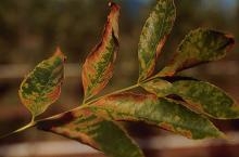 Thumbnail image for Diseases of Ash Trees in North Carolina