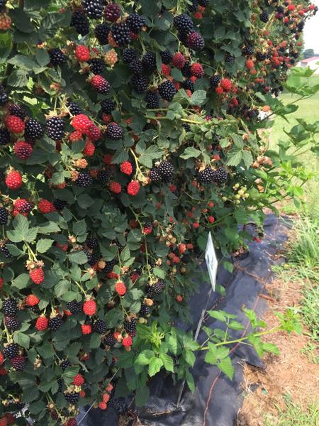 Von blackberries on bush at varying stages of ripeness with color from red to black