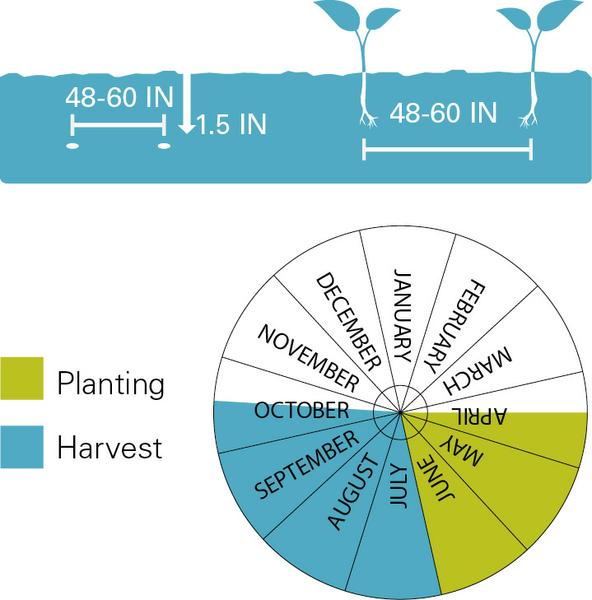 Chart illustrating planting/harvest timeline as well as planting depth for for watermelons