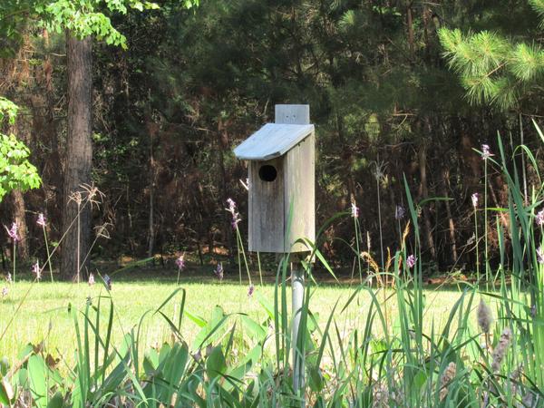 Photo of birdbox erected on edge of ideal wetland habitat