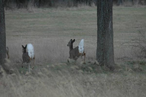 Photo of running deer with white tails in full display to viewer