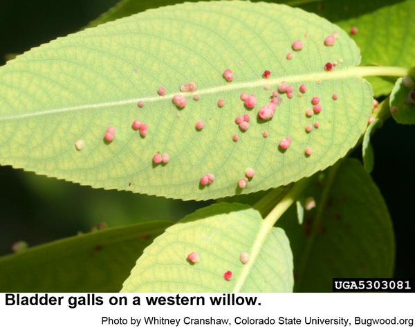 Photo of young willow bladder galls on leaf