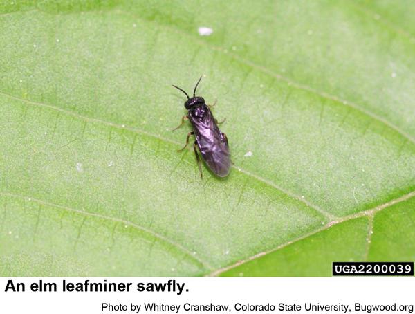Photo of elm leafminer sawfly