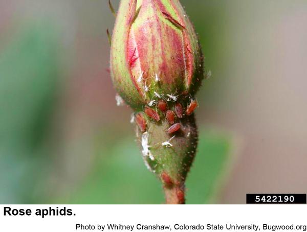 Rose aphids