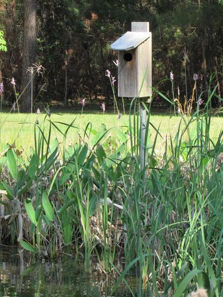 Photo of wood duck box placed at edge of pond