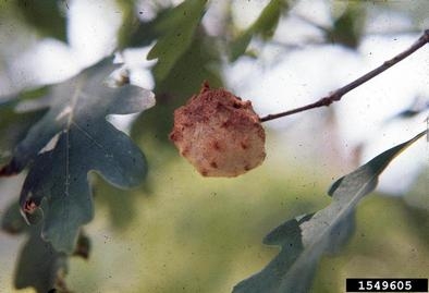 A ball-shaped white growth on a stem with pink spots.
