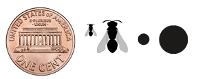Yellow-faced bee body and tunnel size relative to a penny