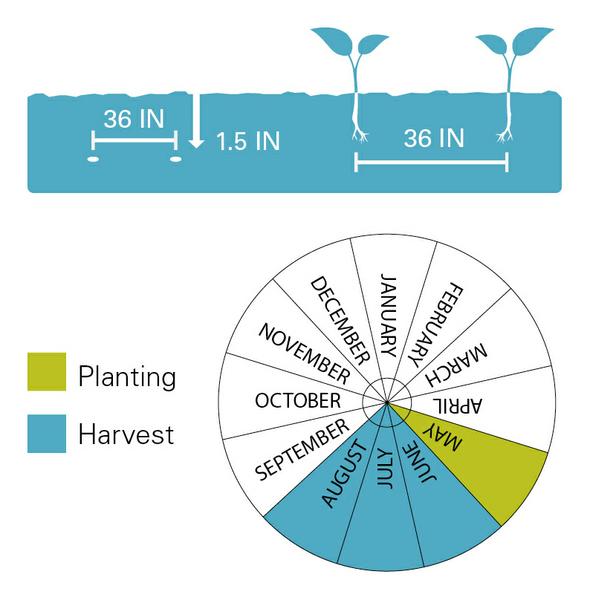 Chart illustrating planting/harvest timeline as well as planting depth for zucchini