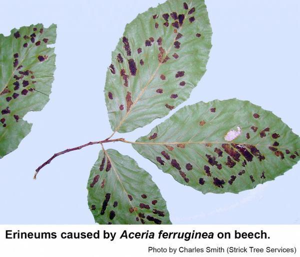 Erineums caused by Aceria ferruginea on beech