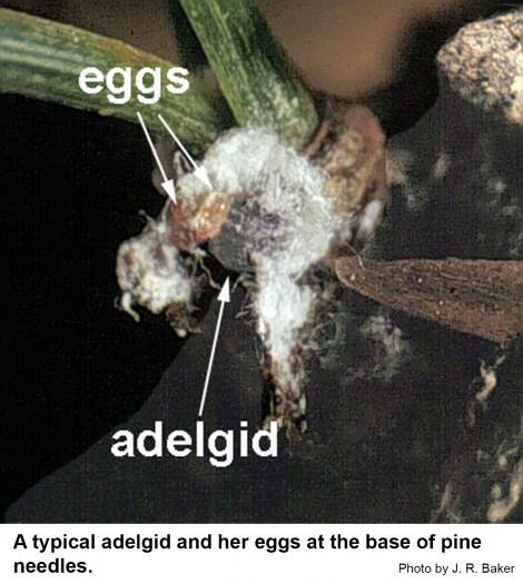 A typical adelgid and her eggs at the base of pine needles.