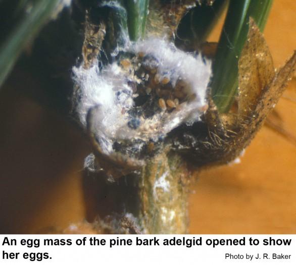 An egg mass of the pine bark adelgid opened to show her eggs