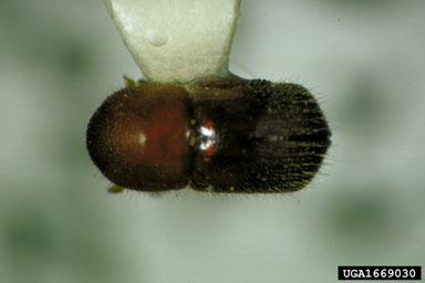 Photo of redish brown beetle