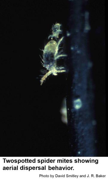 Twospotted spider mites showing aerial dispersal behavior