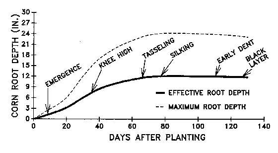 Figure 12. Corn rooting depth in NC during various stages of dev