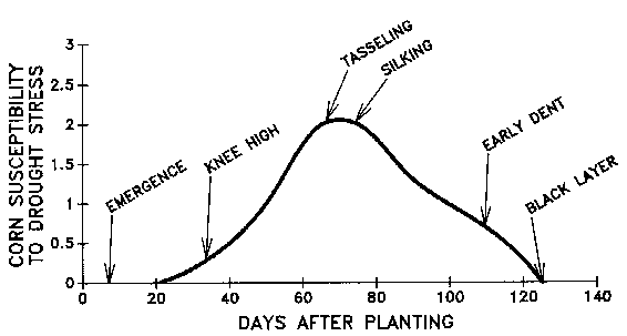 Figure 14. Corn susceptibility to drought stress as influenced b