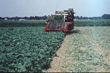 Figure 10. Once-over mechanical harvesting in Delaware.