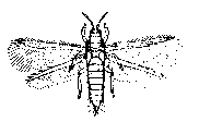 Figure 13. Thrips adult.