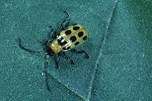 Plate 13. Spotted cucumber beetle.