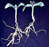 Plate 30. Root-knot nematode galls on cucumber seedlings.