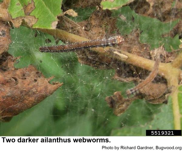 Two darker ailanthus webworms