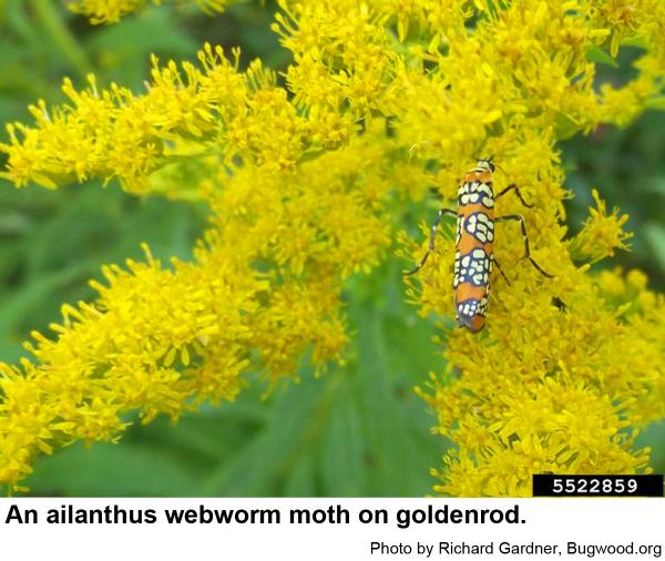 Ailanthus webworm moth on goldenrod