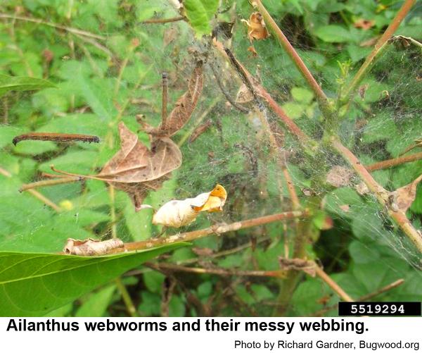 Ailanthus webworm and their messy webbing