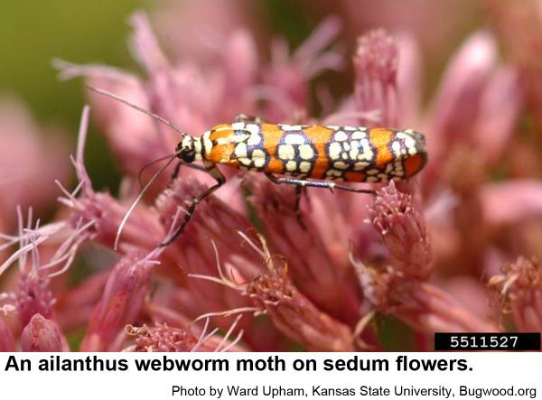 ailanthus webworm moth on sedum flowers