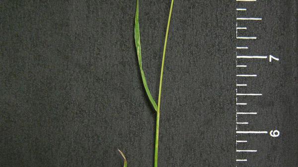 Annual ryegrass leaf blade