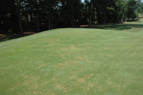 Thumbnail image for Anthracnose in Turf