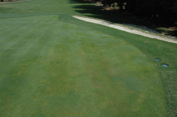 Anthracnose stand symptoms
