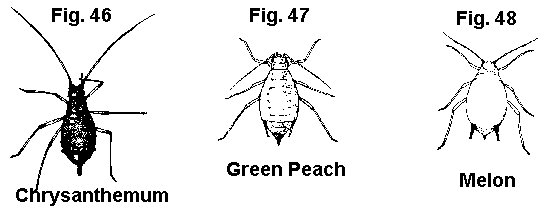 Figure 46. Chrysanthemum aphid. Figure 47. Green peach aphid. Fi