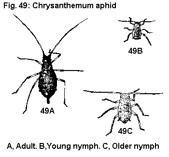 Figure 49A. Chrysanthemum Aphid adult. 49B. Young nymph.