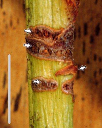 Figure 5. Damage caused to a rhododendron stem.