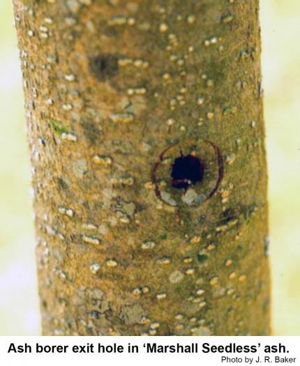 Ash borer exit hole in 'Marshall Seedless' ash