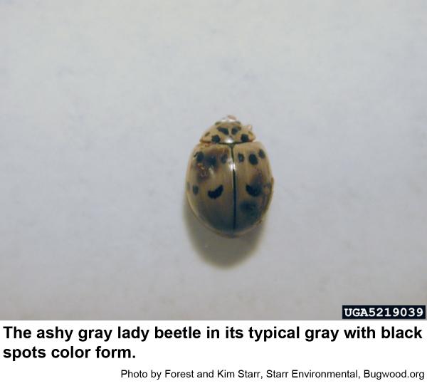 The ashy gray lady beetle