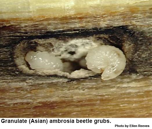 Granulate ambrosia beetle larvae feed as a group.
