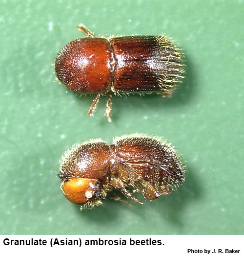 The granulate ambrosia beetle is reddish brown except for the da