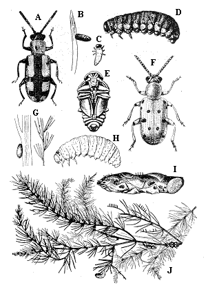 Asparagus beetle: A. Adult. B. Egg. C-D. Larva. E. Pupa. Twelves