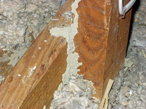 Termite tube on attic joist
