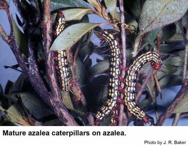 Mature azalea caterpillars are black with yellow spots.